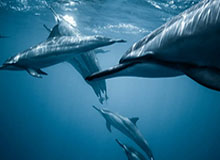 开云网址-李刚仁冬窗留队，马竞兴趣难成|巴黎人报|巴黎圣日耳曼|转会|巴黎|国脚_新浪体育_新浪新闻